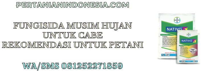 obat jamur,petani,cabe,cabai,tanaman